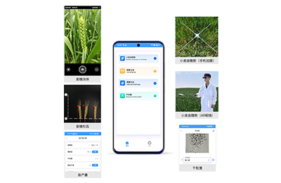 观塘区小麦亩穗数分析仪IN-XM02